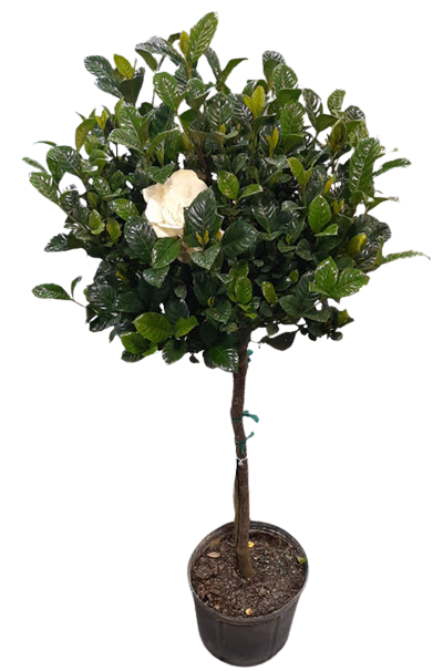 Gardenia